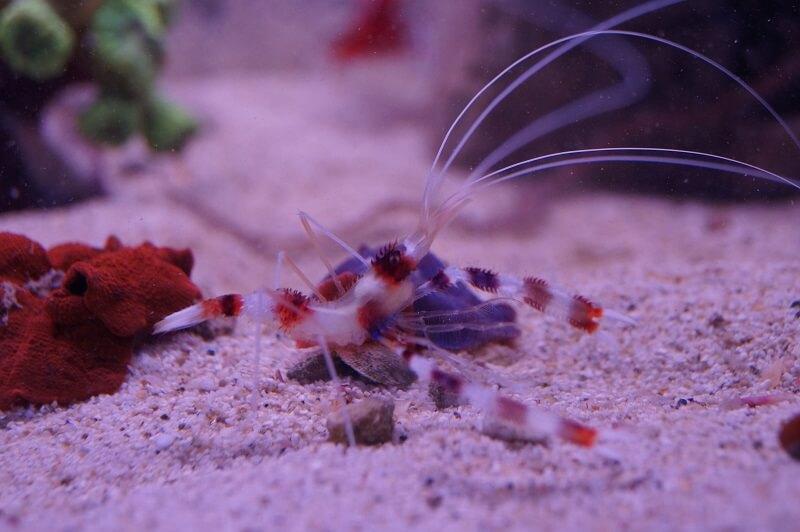 Gebänderte Scherengarnele - Stenopus hispidus