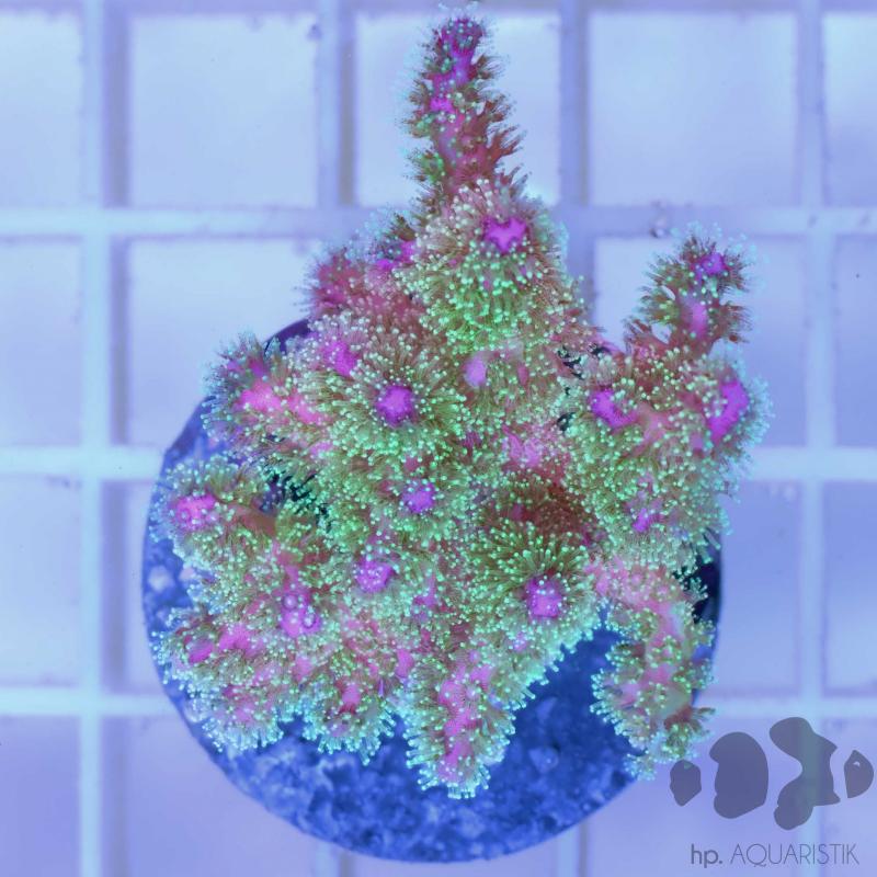 Pocillopora tricolor - Himbeerkoralle