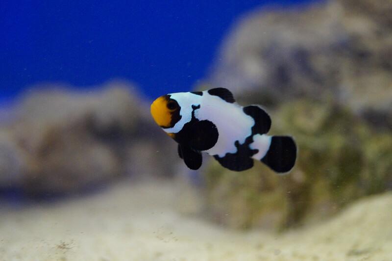 Anemonenfisch Nachzucht - Amphiprion Ocellaris black snowflake