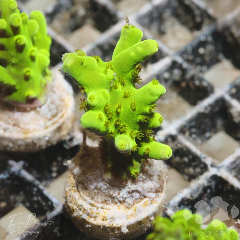 Acropora Green Lemon