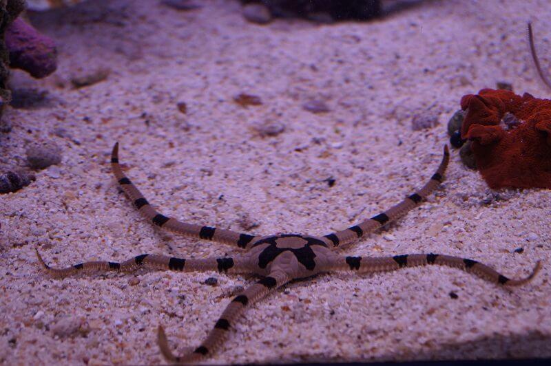 Gebänderter Schlangenseestern - Ophiolepis superba