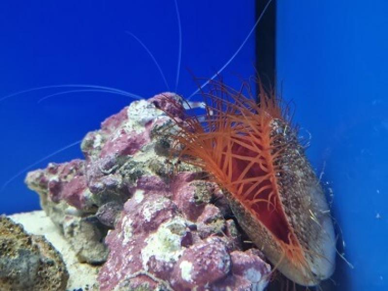 Ctenoides scaber - Raue Feilenmuschel