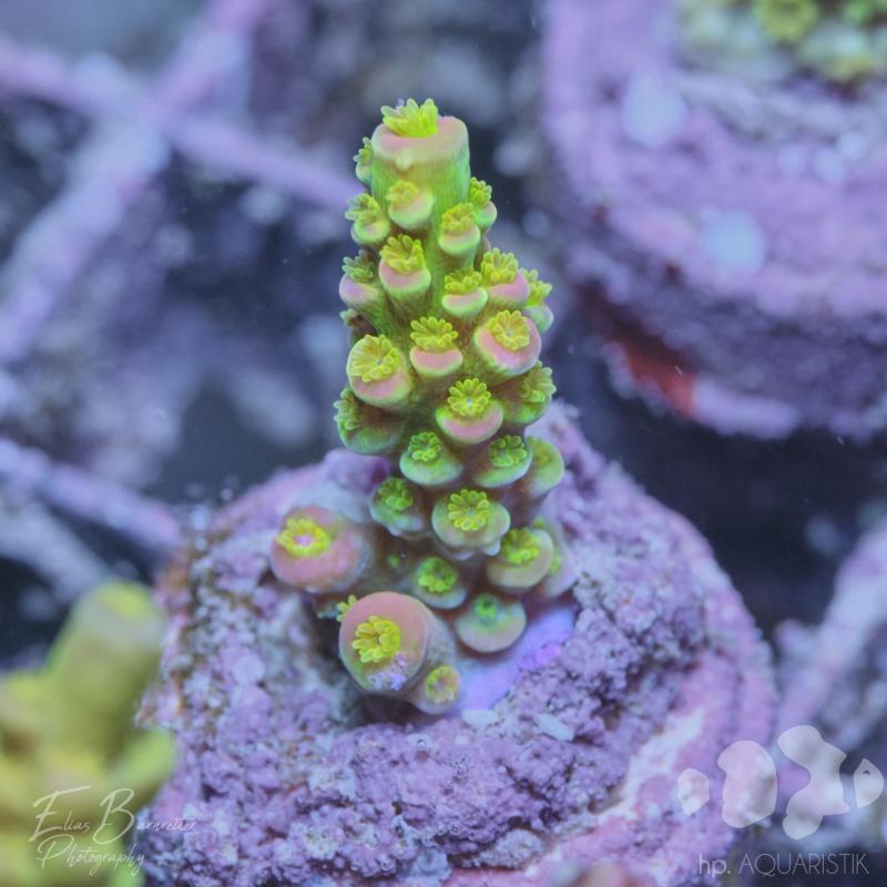 Acropora Walt Disney