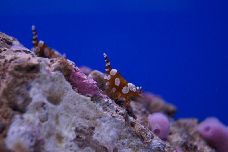 Hohlkreuz-Garnele - Thor amboinensis