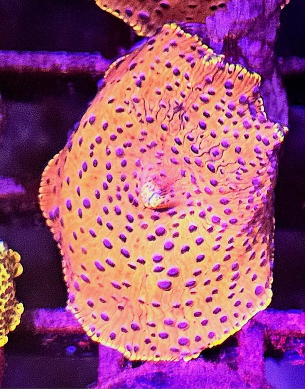 Blue Poking Mashroom