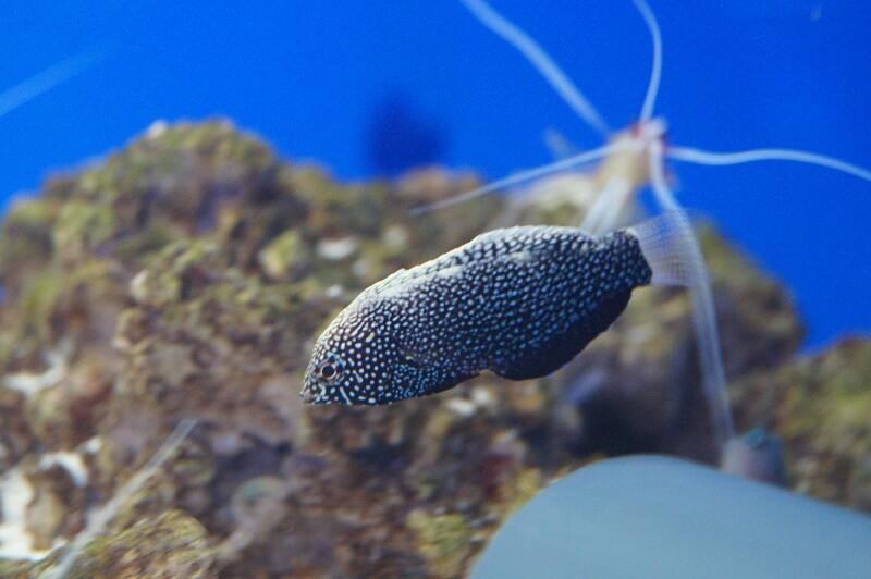 Schwarzer Leoparden-Junker - Macropharyngodon negrosensis