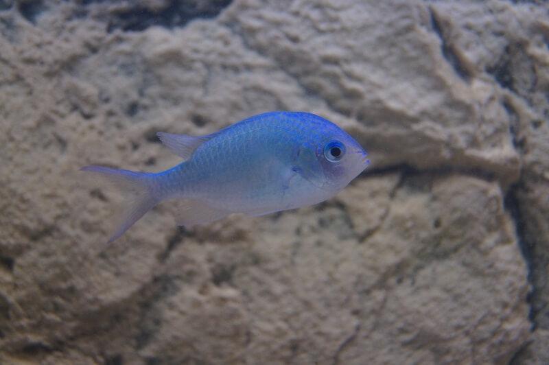 Grünes Schwalbenschwänzchen - Chromis viridis