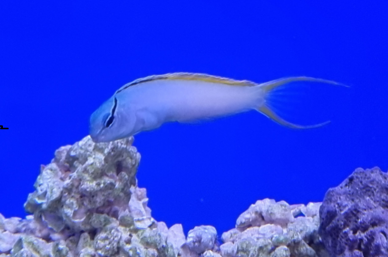 Säbelzahnschleimfisch - Meiacanthus atrodorsalis