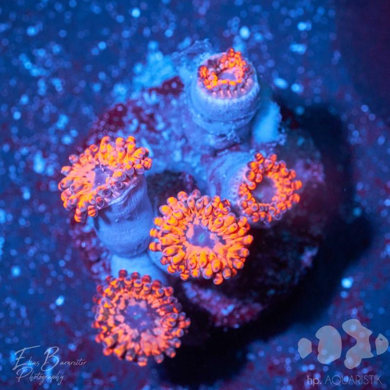 Krustenanemone - Zoanthus Utter Chaos