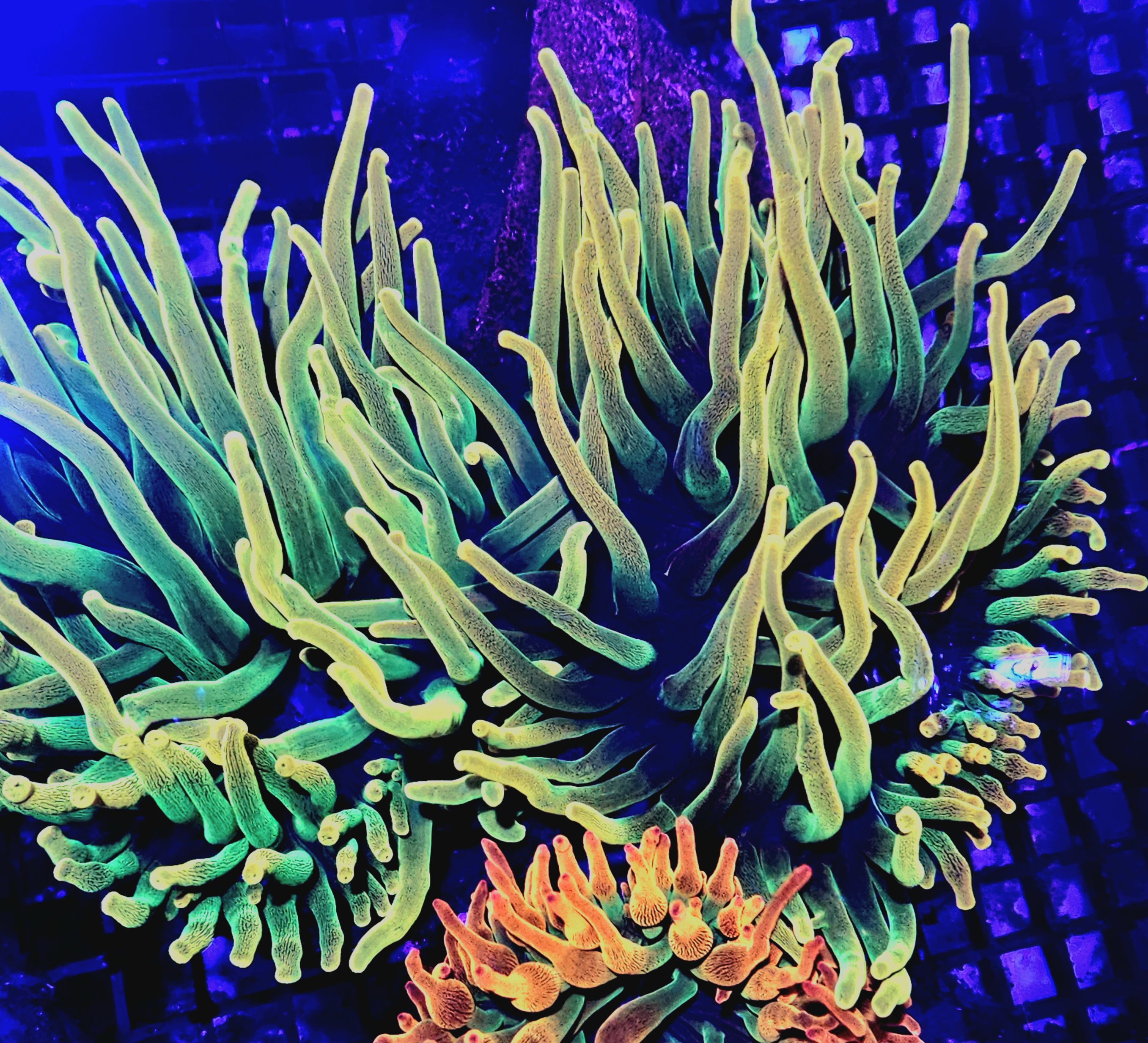 Kupferanemone - supergold