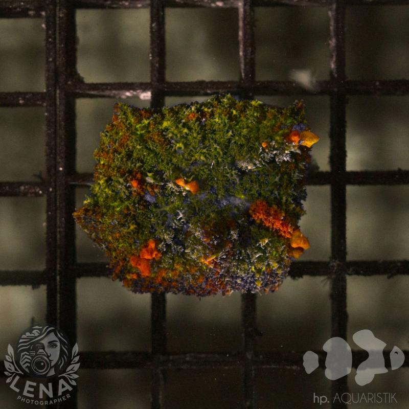 Scheibenanemone Ultra - Rhodactis multicolor