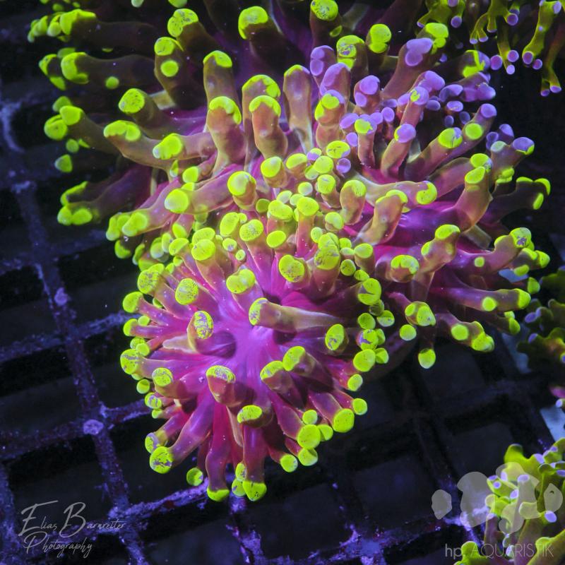 Euphyllia Green Tips Pink