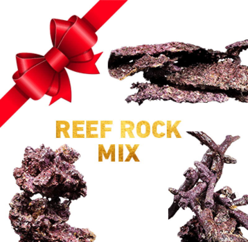 Exclusiv Real Reef Rock MIX SET passend für Ihr Aquarium - SET: Set 1