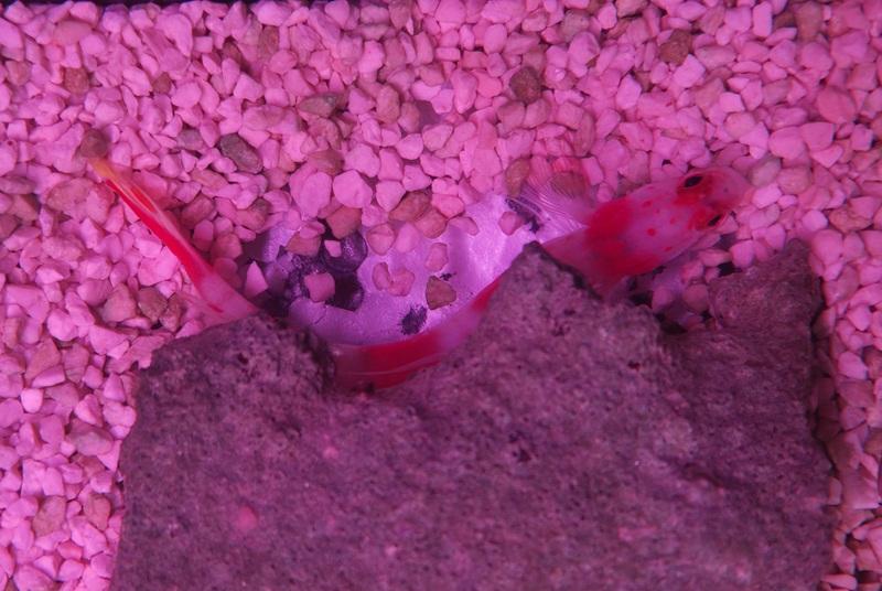 Pinkband Partnergrundel - Amblyeleotris Aurora - Symbiose: Grundel mit Knallkrebs