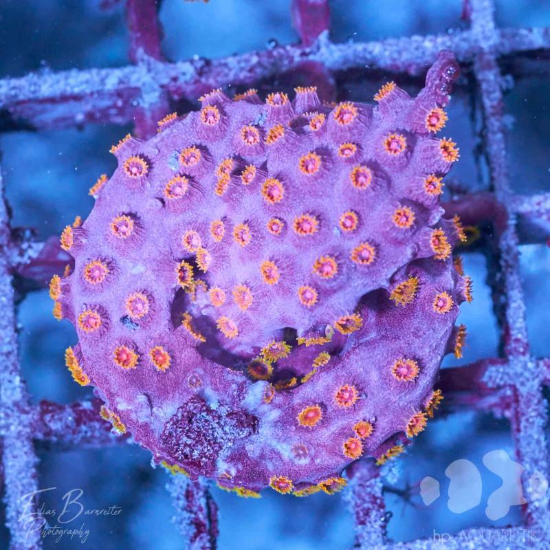 Cyphastrea Flaming Meteor Shower