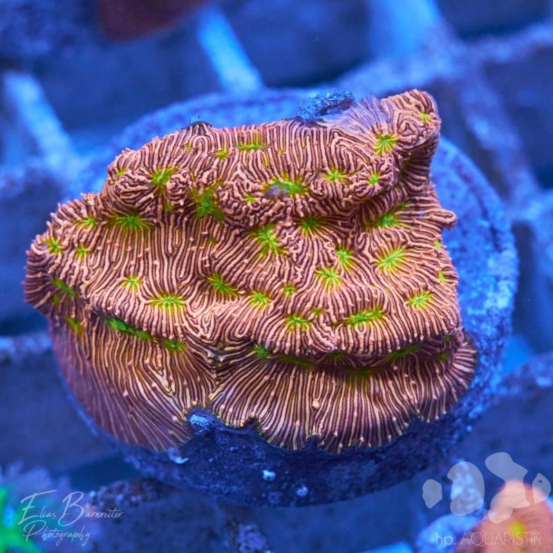 Leptoseris Jack o Lantern