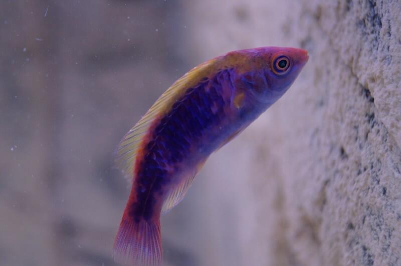 Lubbocks Zwerglippfisch - Cirrhilabrus lubbocki