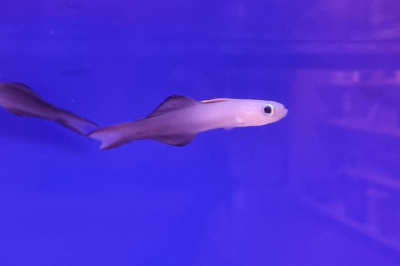 Scherenschwanz Torpedogrundel - Ptereleotris evides