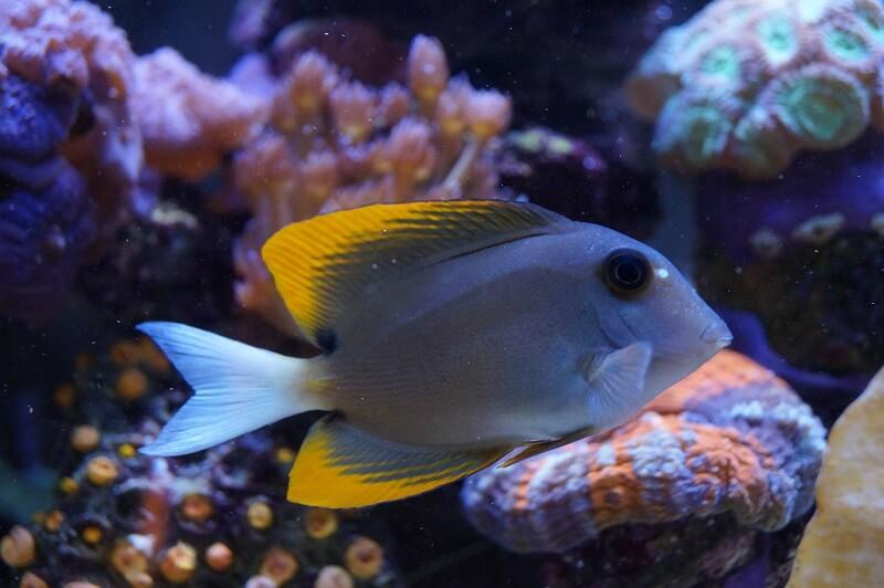 Tominis-Borstenzahndoktor - Ctenochaetus tominiensis