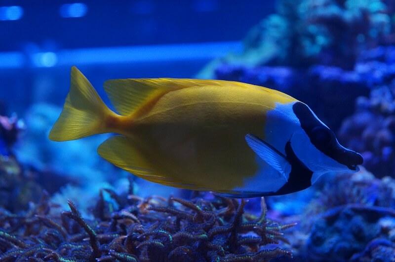 Fuchsgesicht - Siganus vulpinus