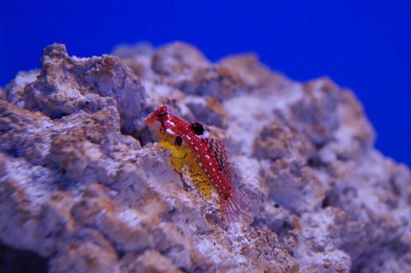 Mandarinfisch Leierfisch - Synchiropus sycorax (moyeri)