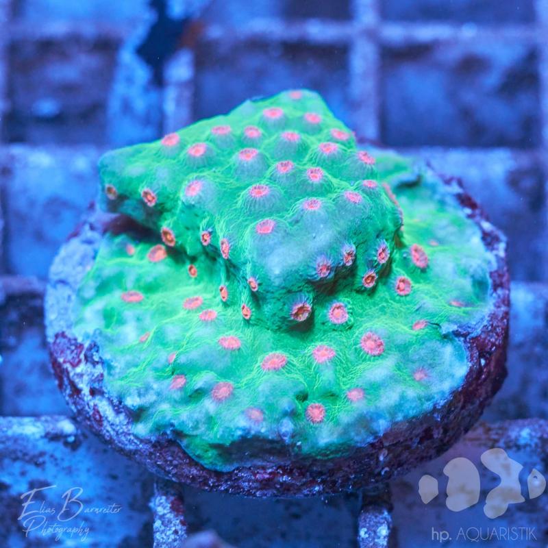 Cyphastrea Exotic Lime