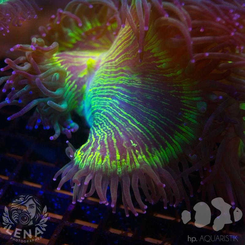 Wunderkoralle - Catalaphyllia jardinei