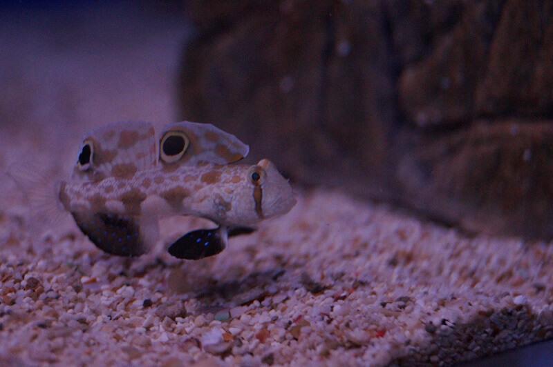 Krabbenaugengrundel PAAR & Nachzuchten - Signigobius biocellatus PAAR - Auswahl: Keine Nachzucht
