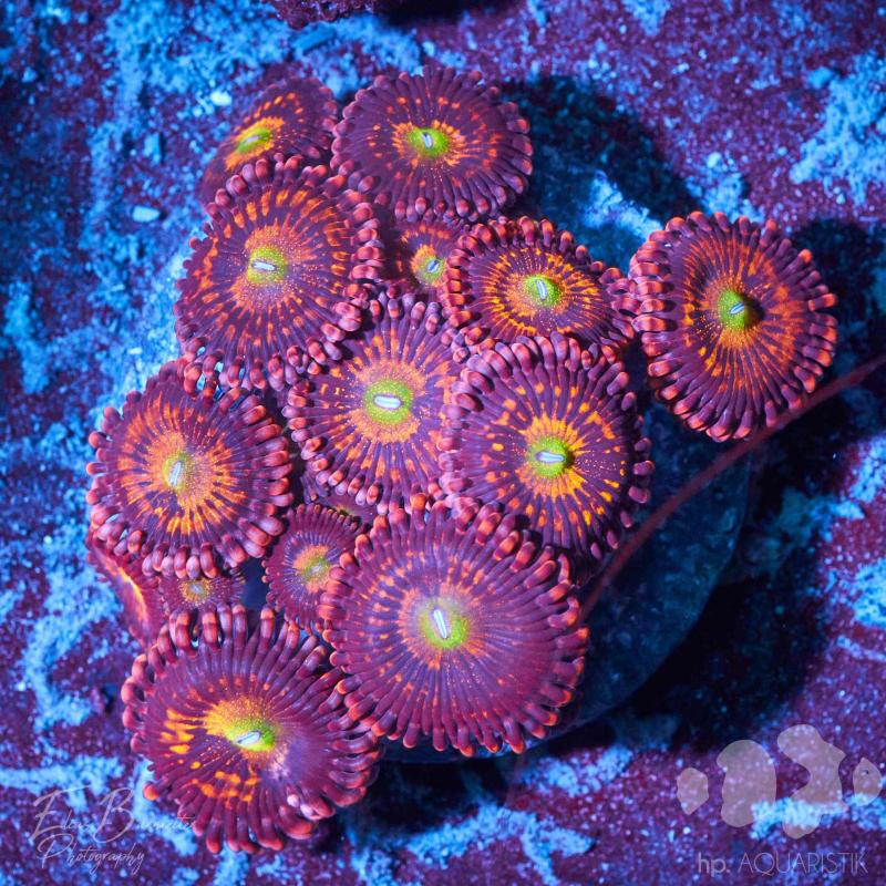 Zoanthus Alien Antivenom