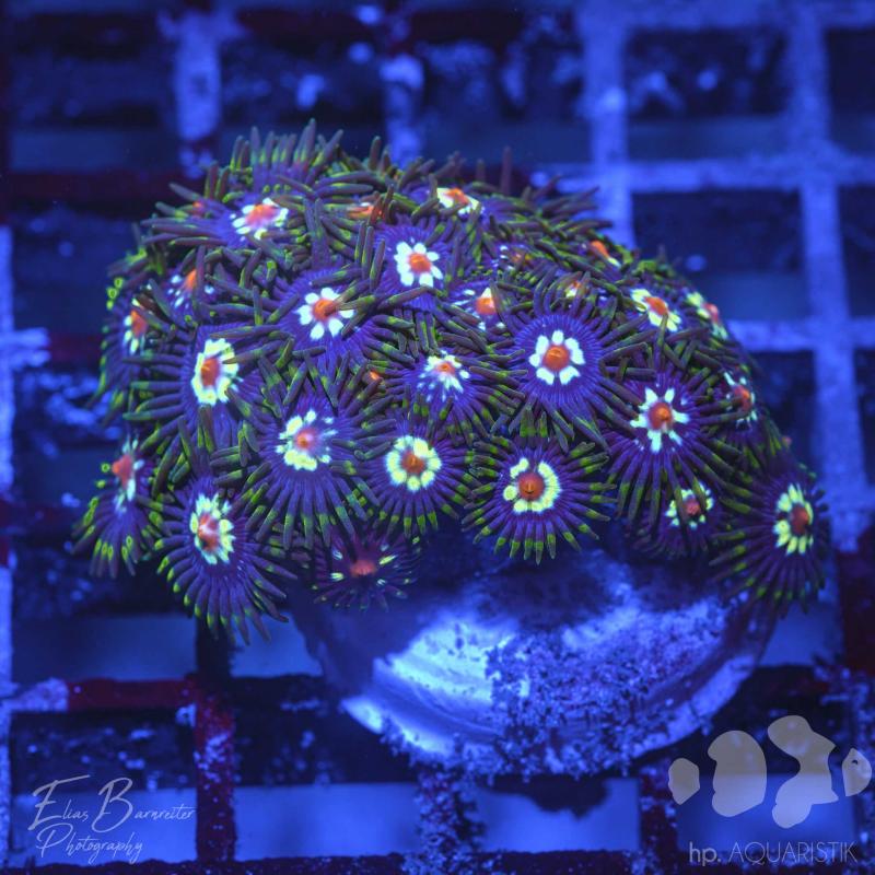 Zoanthus Blümchen 3-4 Polypen