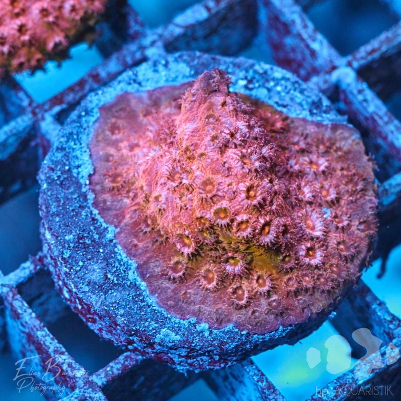 Cyphastrea Meteor Shower Premium