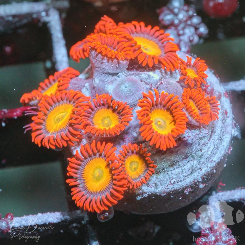 Zoanthus Super Orange