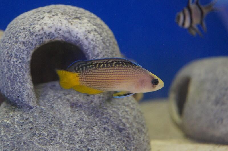 Pracht-Zwergbarsch Nachzucht - Manonichthys splendens