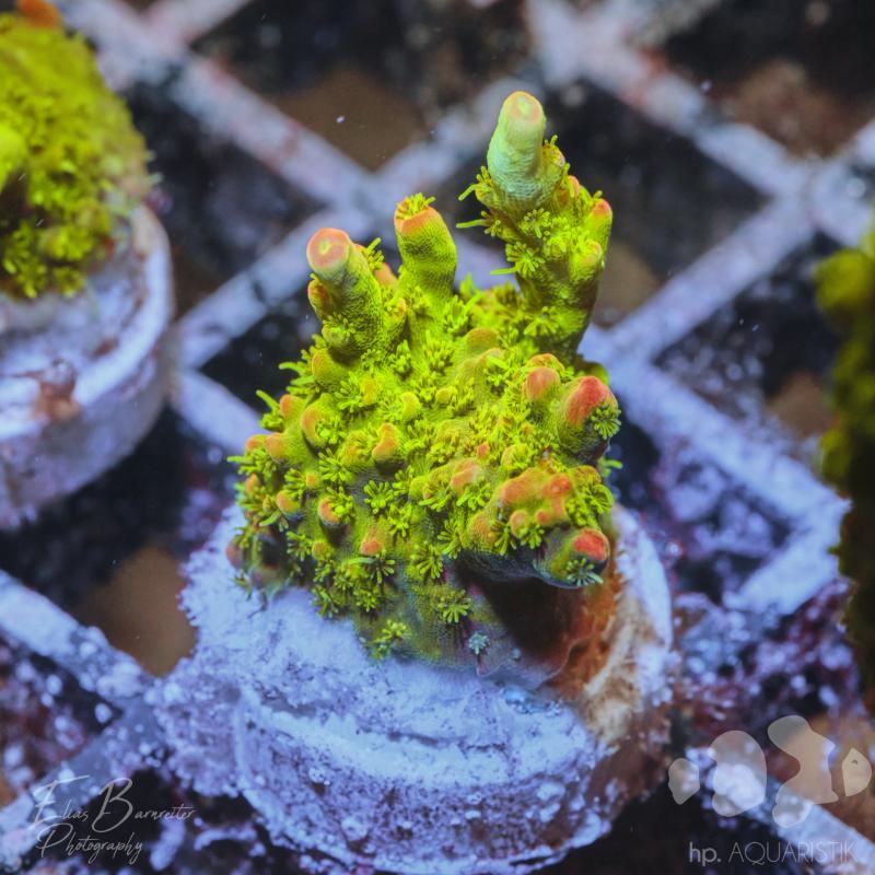 Acropora Burning Lemon