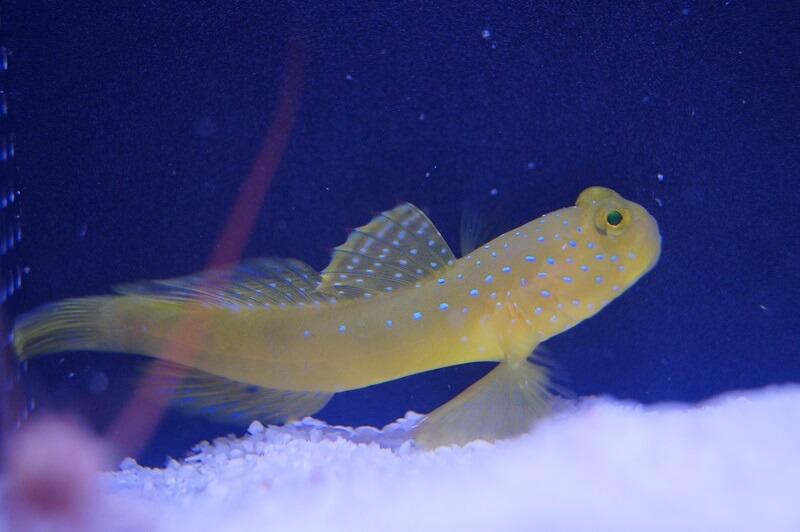 Zitronen-Wächtergrundel - Cryptocentrus cinctus + Knallkrebs Alpheus bellulus - Symbiose: Grundel mit Knallkrebs