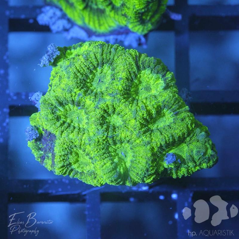 Favia Toxic Green