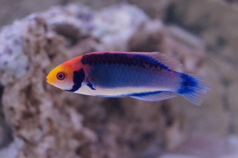 Rotaugen-Zwerglippfisch - Cirrhilabrus solorensis - Geschlecht: Weibchen