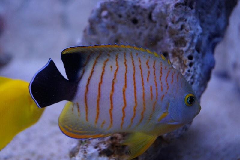 Eibls Zwergkaiserfisch - Centropyge eibli