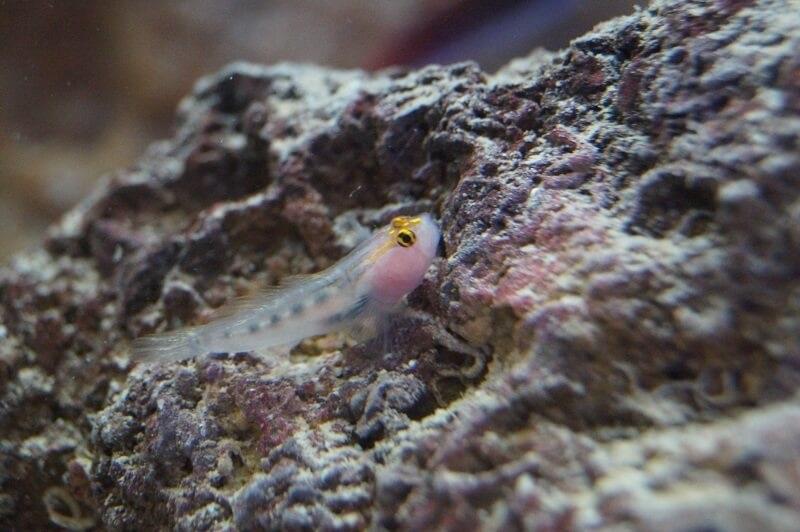 Rotkopfgrundel Nachzucht - Elacatinus puncticulatus