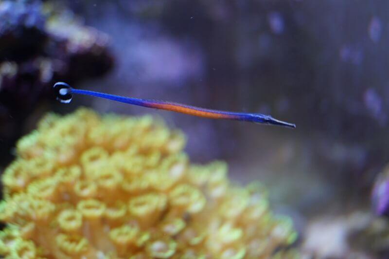 Jansis Seenadel  - Doryrhamphus janssi