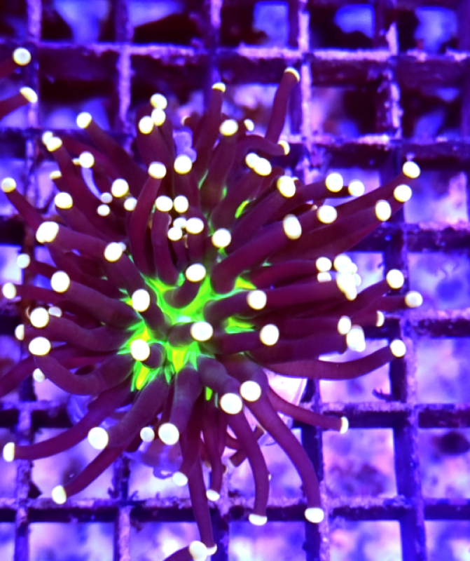 Euphyllia Joker Torch