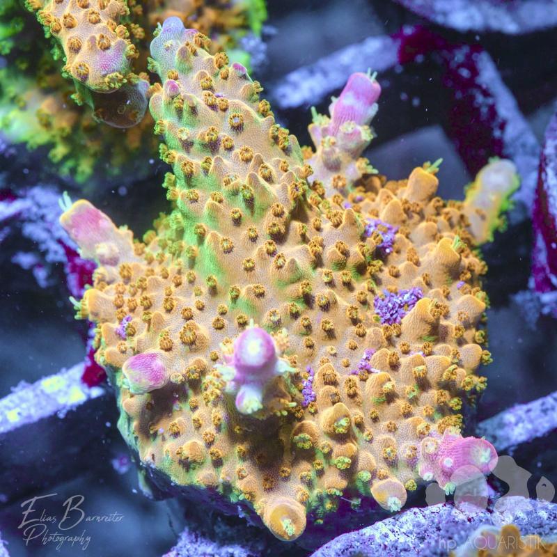Acropora Gold Pink Spotty
