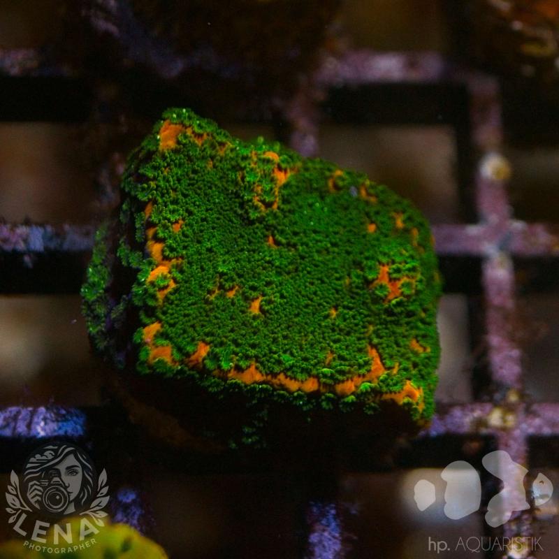 Montipora Bushido
