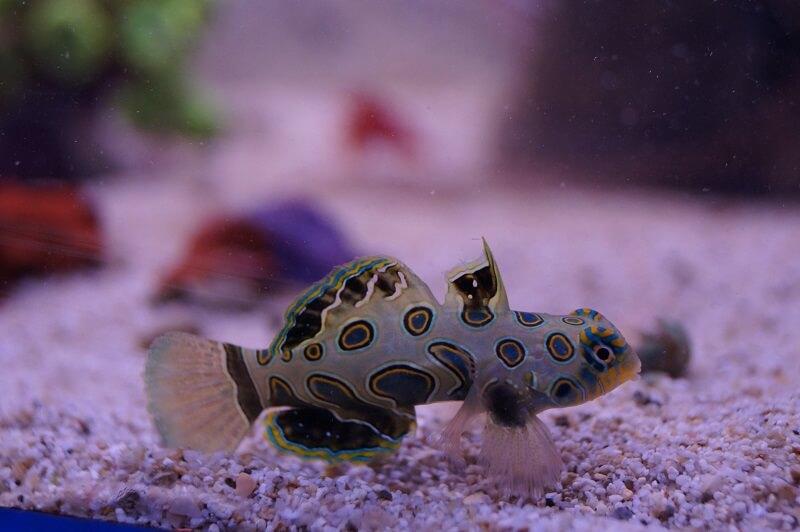 Mandarinfisch LSD - Synchiropus picturatus - Auswahl: Keine Nachzucht