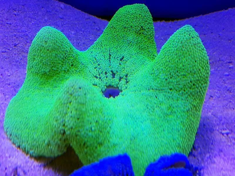 Teppichanemone - Stichodactyla Haddoni grün