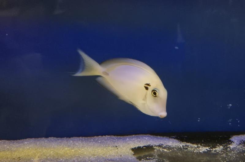 Kreisdorn Doktorfisch - Acanthurus tennentii