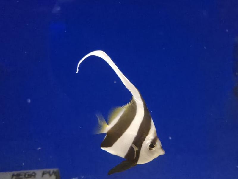 Rotmeer-Wimpelfisch - Heniochus acuminatus