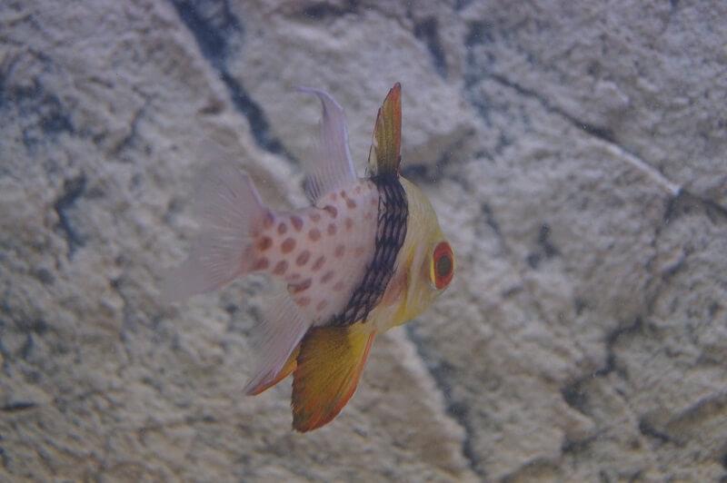 Pyjama Kardinalbarsch & Nachzuchten - Sphaeramia nematoptera - Auswahl: Keine Nachzucht