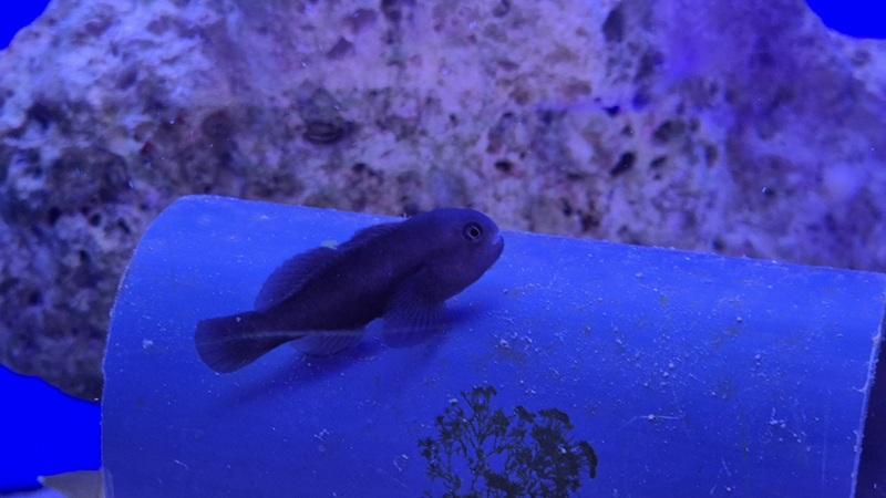 Schwarze Korallengrundel - Gobiodon ceramensis