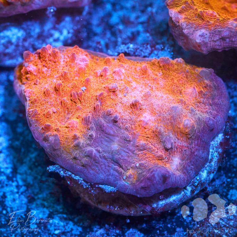 Chalice Super Orange